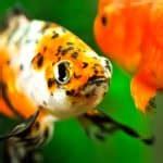 Shubunkin Goldfish: Intro & Care Guide – The .